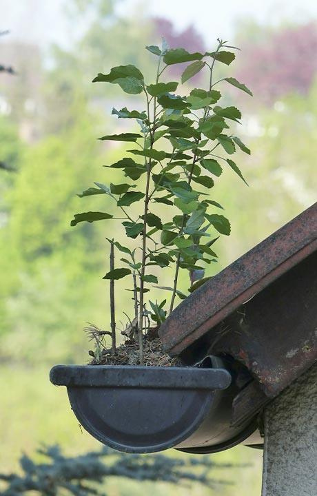 tagrenderens rens af tagrender